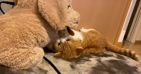 茶太郎きなこの短足日記