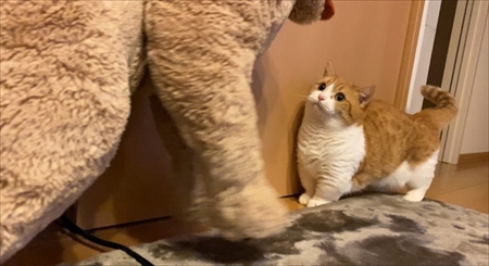 茶太郎きなこの短足日記