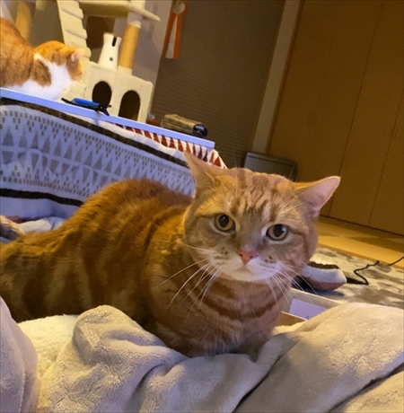 茶太郎きなこの短足日記