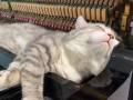 やっぱりココが気持ちよいにゃん……美しいピアノの音色と振動に包まれて眠る猫ちゃん再び！