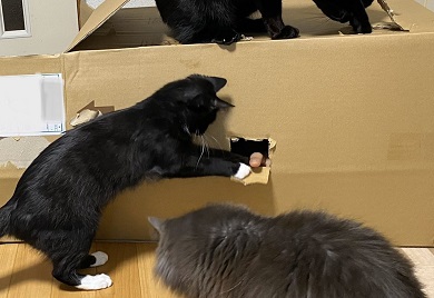 ネコには興味がない旦那