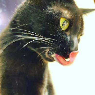 ネコには興味がない旦那