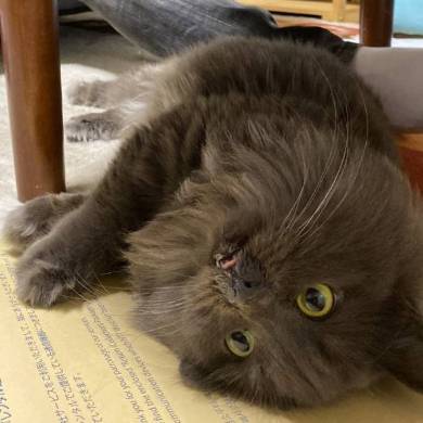 ネコには興味がない旦那