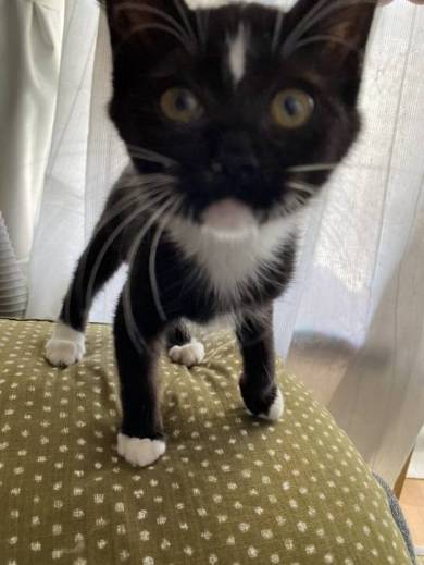 ネコには興味がない旦那