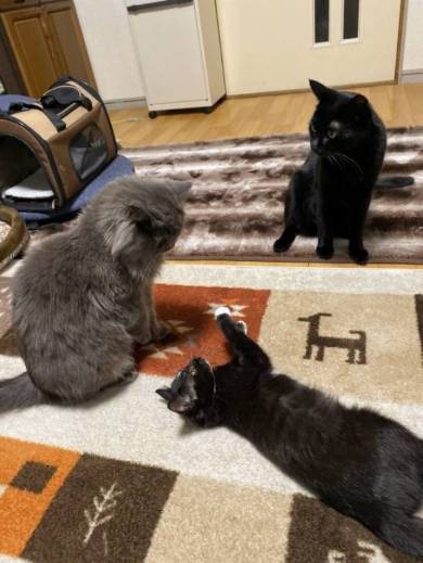 ネコには興味がない旦那