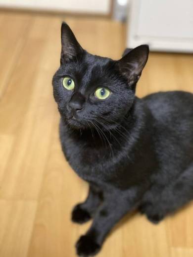 ネコには興味がない旦那