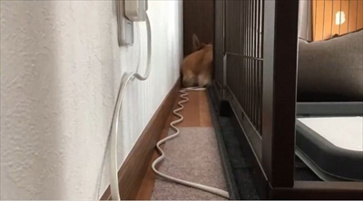 コーギーが迫る映像