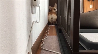 バックしてくるコーギーちゃん
