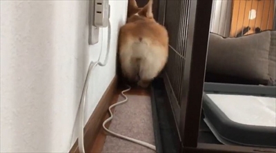 バックしてくるコーギーちゃん