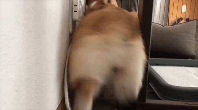 バックしてくるコーギーちゃん