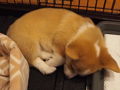 バックしてくるコーギーちゃん