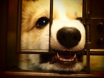 バックしてくるコーギーちゃん