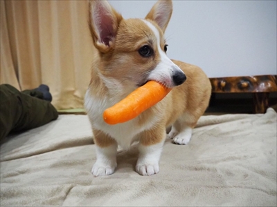 バックしてくるコーギーちゃん