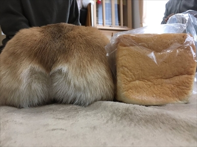 バックしてくるコーギーちゃん