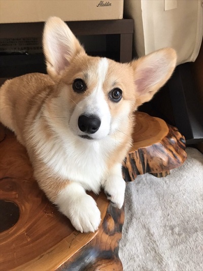 バックしてくるコーギーちゃん