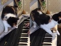 猫「その曲はやめてニャー！」　“猫ふんじゃった”を弾く飼い主にブチギレる三毛猫ちゃんから目が離せない