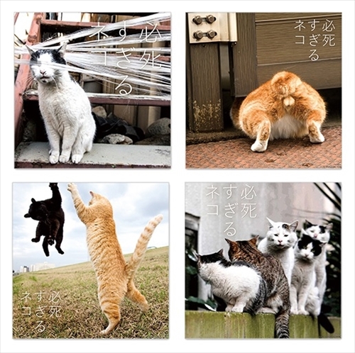 必死すぎるネコグッズ