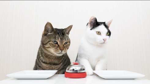 猫 呼び鈴 ご飯 エサ 注文 猫ナビデスク 動画 YouTube