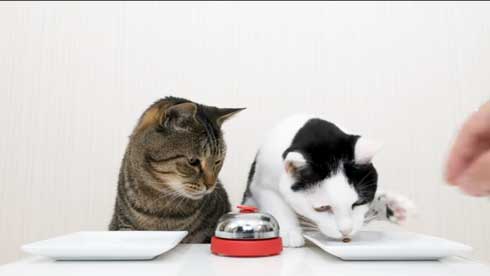 猫 呼び鈴 ご飯 エサ 注文 猫ナビデスク 動画 YouTube