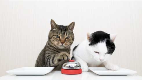 猫 呼び鈴 ご飯 エサ 注文 猫ナビデスク 動画 YouTube