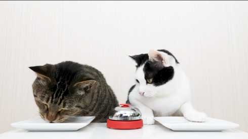 猫 呼び鈴 ご飯 エサ 注文 猫ナビデスク 動画 YouTube
