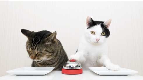 猫 呼び鈴 ご飯 エサ 注文 猫ナビデスク 動画 YouTube