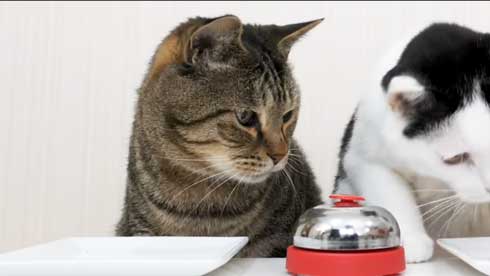 猫 呼び鈴 ご飯 エサ 注文 猫ナビデスク 動画 YouTube