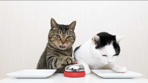 猫 呼び鈴 ご飯 エサ 注文 猫ナビデスク 動画 YouTube