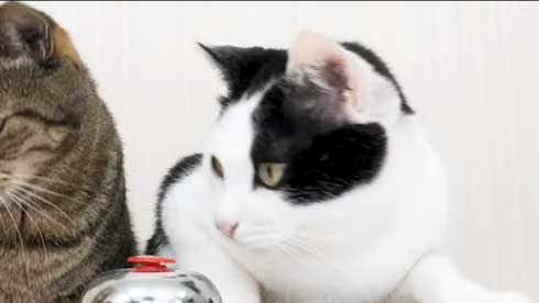 猫 呼び鈴 ご飯 エサ 注文 猫ナビデスク 動画 YouTube