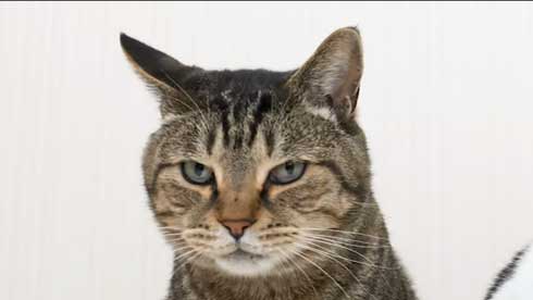 猫 呼び鈴 ご飯 エサ 注文 猫ナビデスク 動画 YouTube