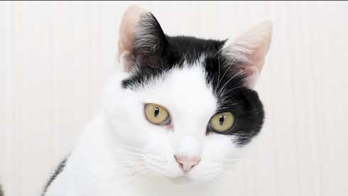 猫 呼び鈴 ご飯 エサ 注文 猫ナビデスク 動画 YouTube