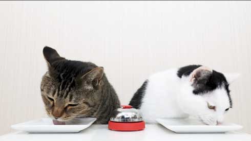 猫 呼び鈴 ご飯 エサ 注文 猫ナビデスク 動画 YouTube