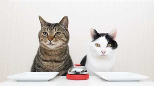 猫 呼び鈴 ご飯 エサ 注文 猫ナビデスク 動画 YouTube