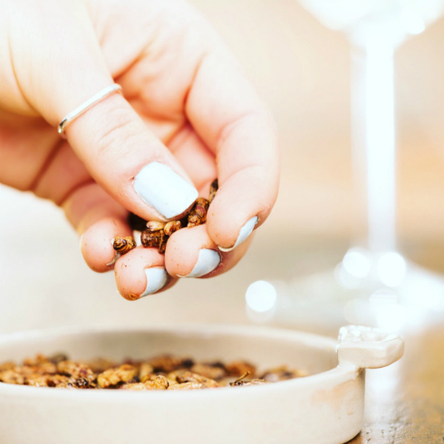 昆虫食自動販売機