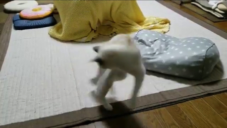 尻尾で遊ぶ猫ちゃん