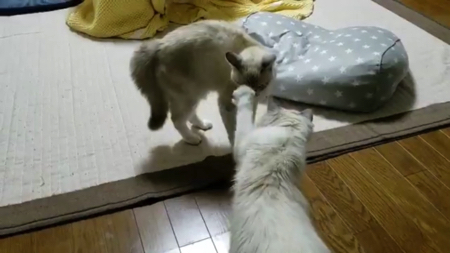 尻尾で遊ぶ猫ちゃん