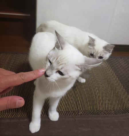 尻尾で遊ぶ猫ちゃん