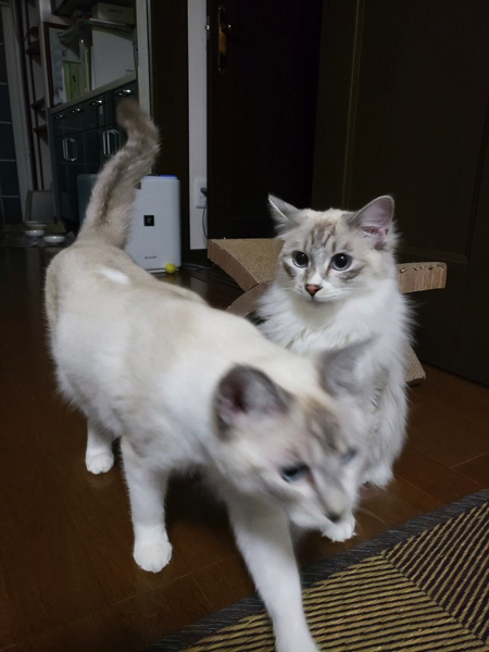 尻尾で遊ぶ猫ちゃん