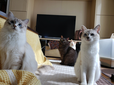 尻尾で遊ぶ猫ちゃん