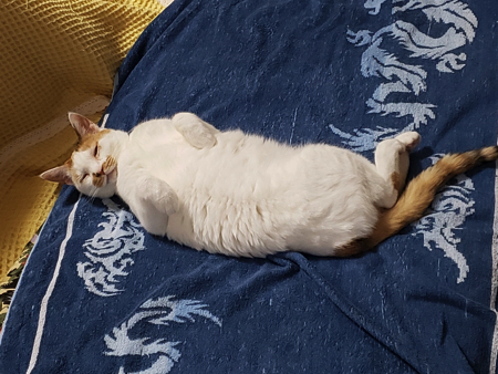 尻尾で遊ぶ猫ちゃん