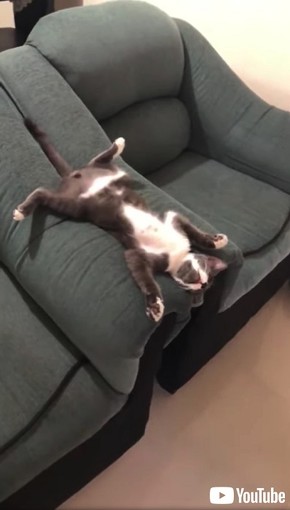 完全にやる気をなくした猫さま