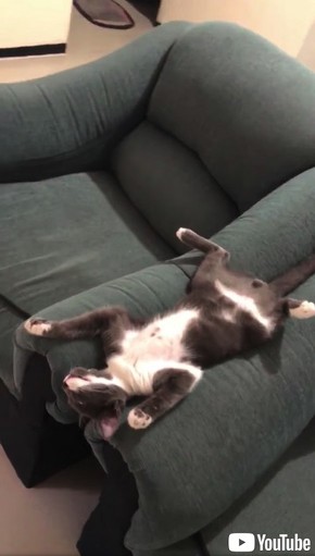 完全にやる気をなくした猫さま