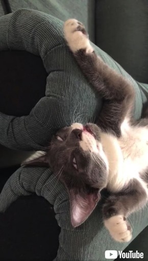 完全にやる気をなくした猫さま