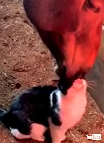 Kitty Loves Being Groomed