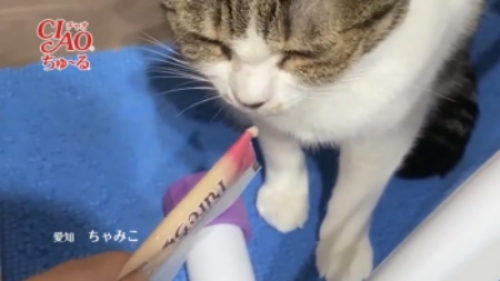 愛知ちゃみこさん