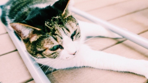 日曜午前のちゃみこさん