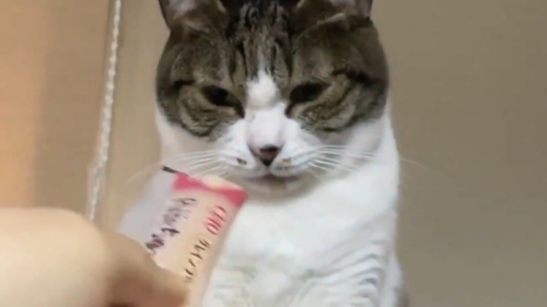 正面顔ちゃみこさん