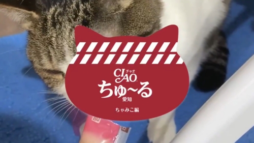 ちゃみこ編スタート