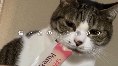 猫と楽しいおやつ