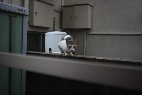 2016年のちゃみこさん